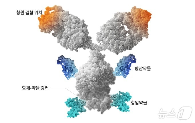 피노바이오, 이중 페이로드 ADC 전임상서 효능·안전성 확인