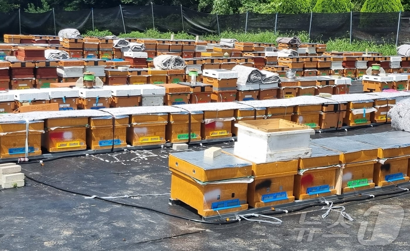 정읍시가 봄철 꿀벌 집단 폐사 예방과 양봉농가 보호를 위해 총 1억원을 들여 질병 방제약품을 지원한다.(정읍시 제공. 재판매 및 DB금지)