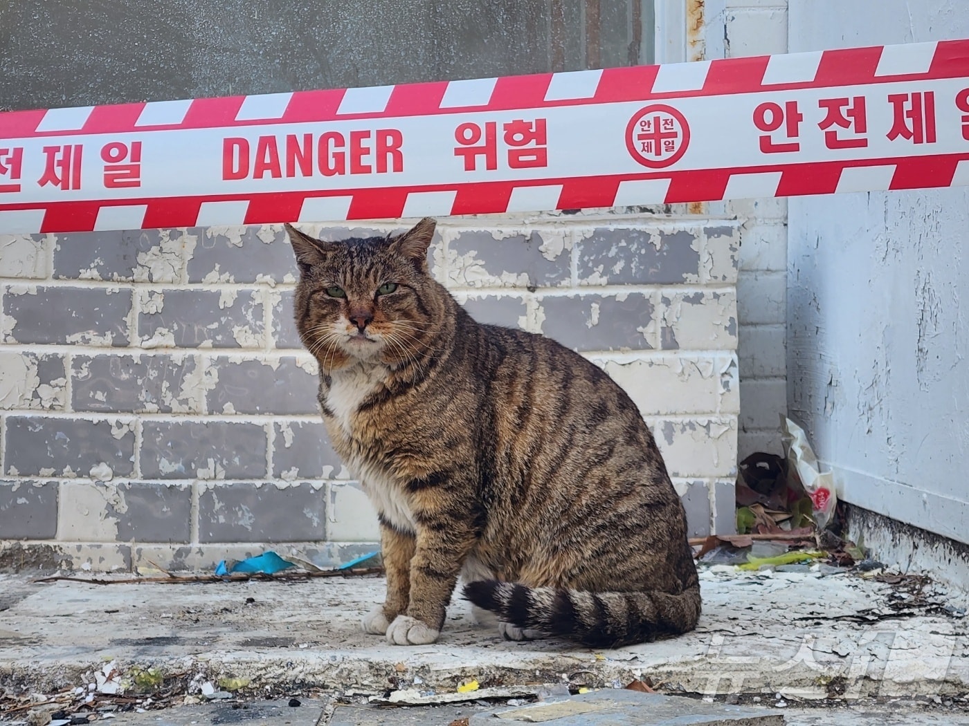 8일 서울시 용산구 재개발지 한남 3구역에서 고양이 '꾸니'가 철거 예정 주택 앞에 앉아 있다. 2025.03.08/ⓒ 뉴스1 권진영 기자