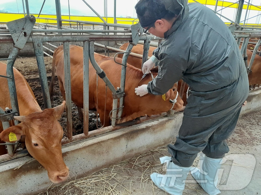 소 럼피스킨 백신 접종 장면 &#40;뉴스1/DB&#41;