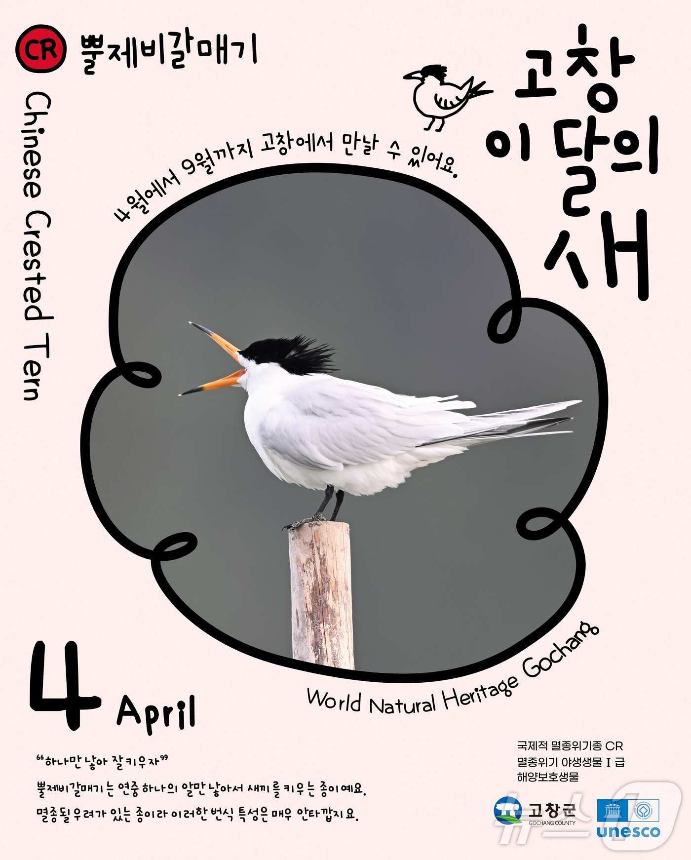 고창군이 4월 ‘고창갯벌 이달의 새’로 멸종위기 철새 ‘뿔제비갈매기’를 선정했다.(고창군 제공. 재판매 및 DB금지)