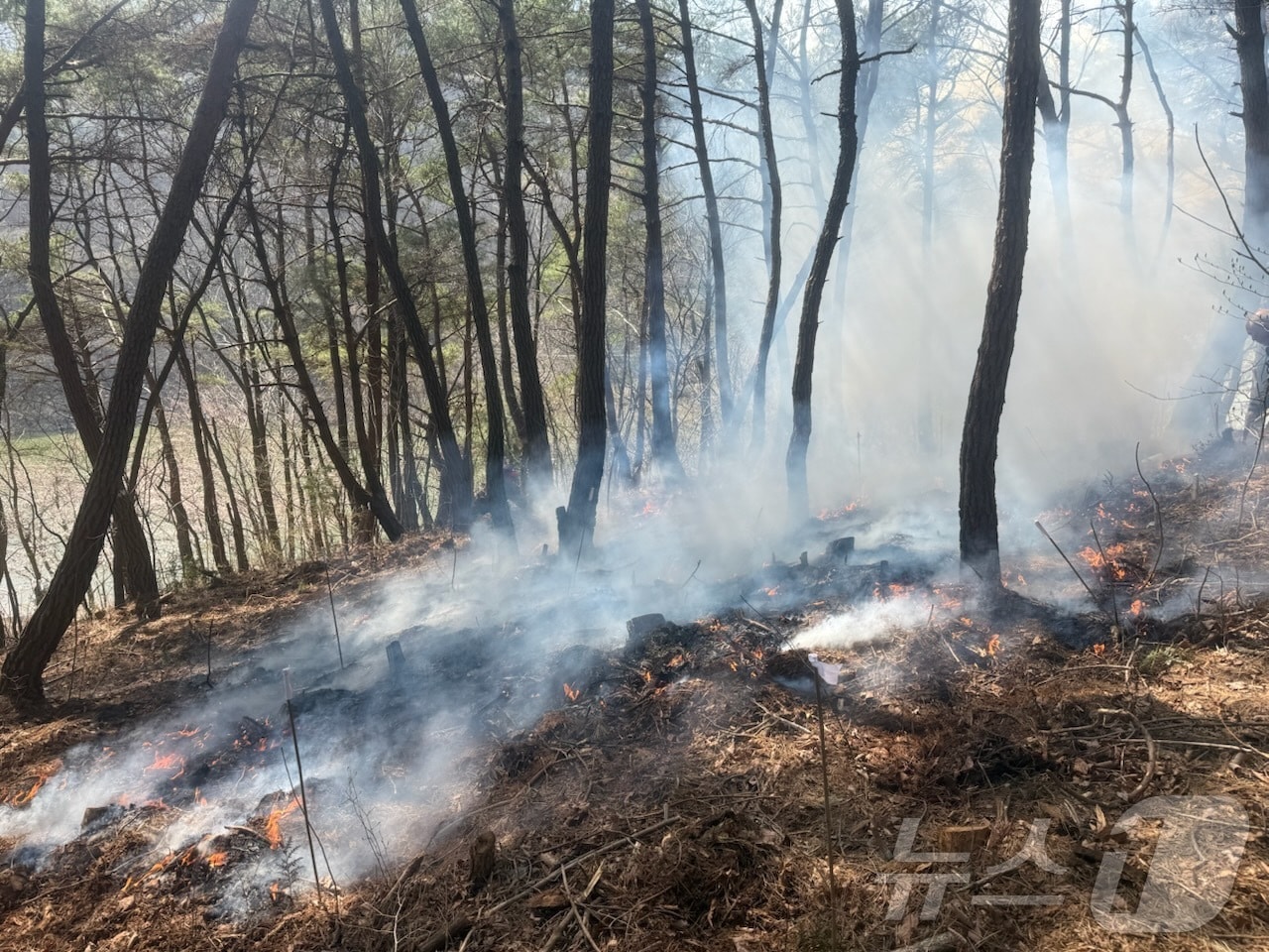 고성 산불 현장.(산림청 제공. 재판매 및 DB금지.)