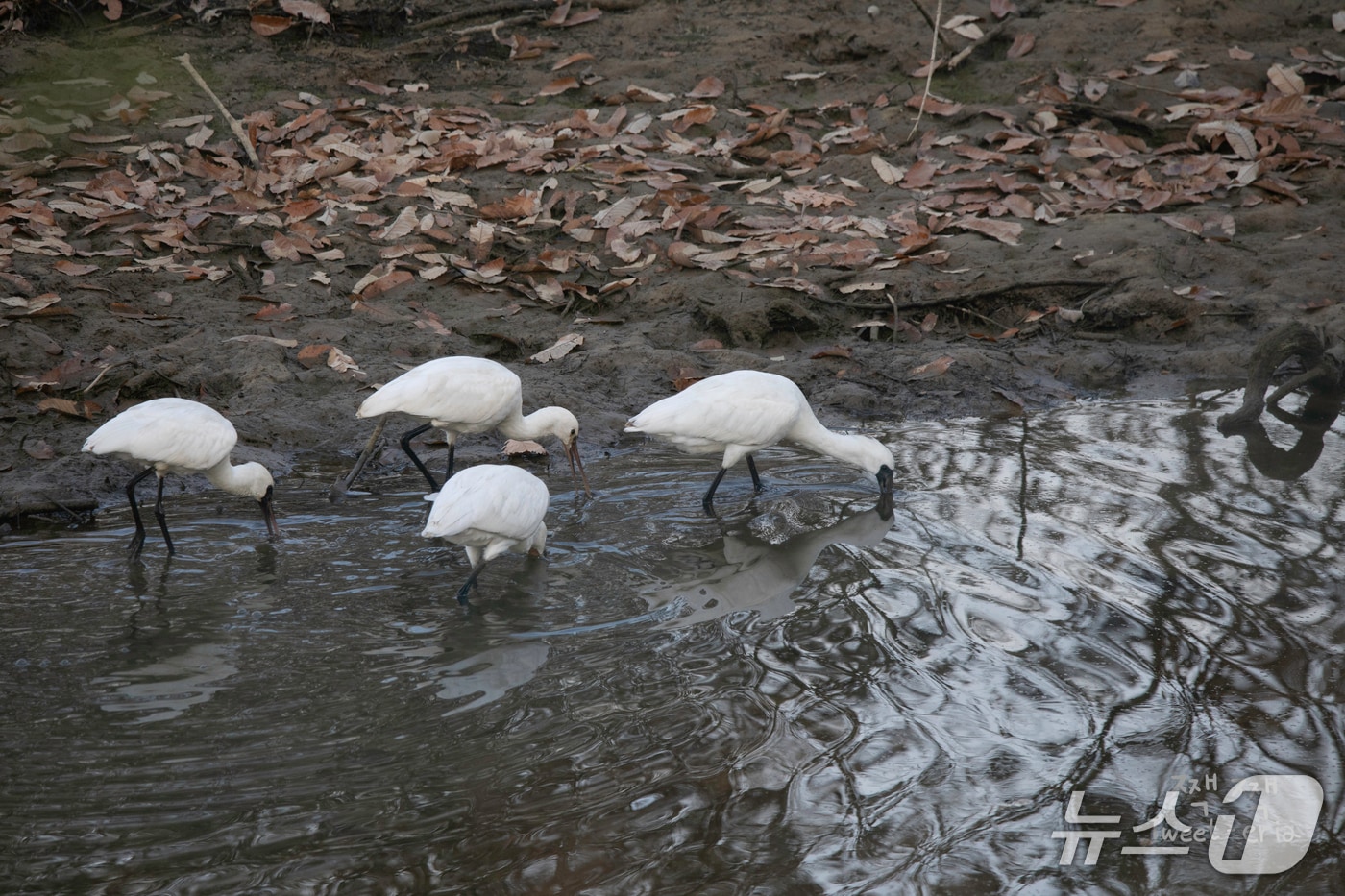 윤기득 사진작가가 촬영한 저어새.(울산광역시제공. 재판매 및 DB 금지)