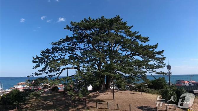 부산시 기장군 죽성리에 있는 '곰솔'(부산시청 제공. 재판매 및 DB 금지)