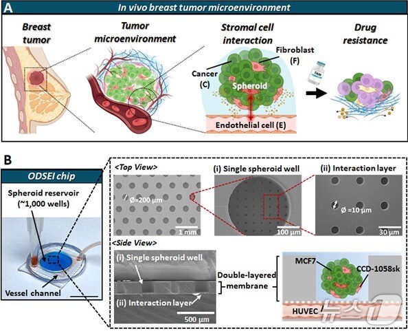 암세포 덩어리를 둘러싼 복합적 환경을 모방할 수 있는 ODSEI 칩의 개발 모식도. (UNIST 제공. 재판매 및 DB 금지) /뉴스1