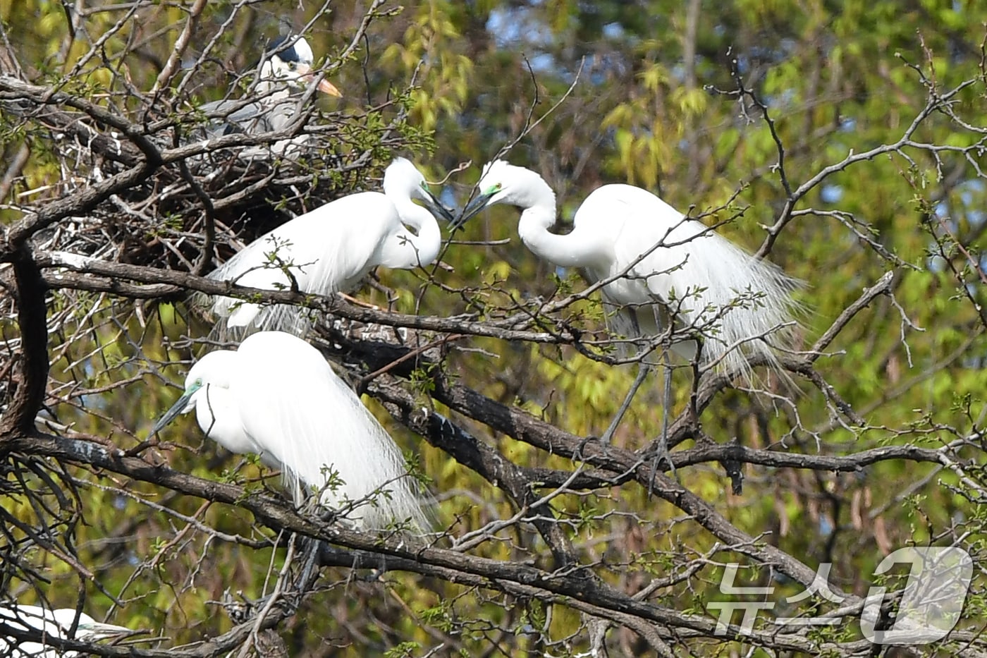 10일 오전 경북 포항시 남구 포스텍 뒷산에서 번식을 앞둔 백로들이 둥지 만들기에 한창이다. 2025.4.10/뉴스1 ⓒ News1 최창호 기자