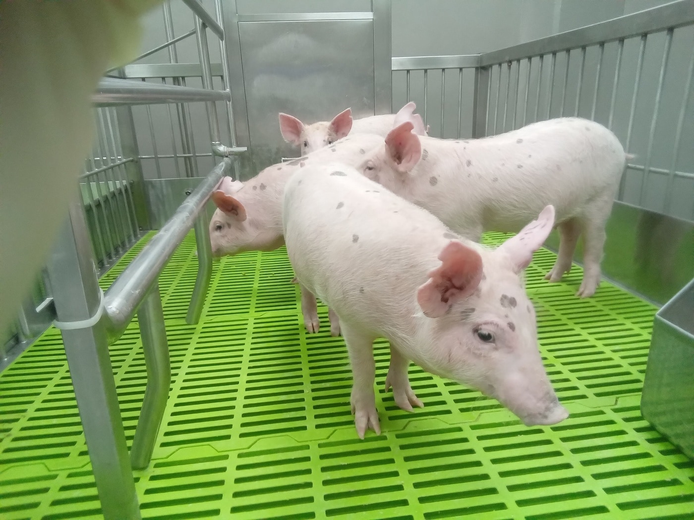 병원균 없는 환경에서 자라는 돼지 (농촌진흥청 제공) 2025.04.10 /뉴스1