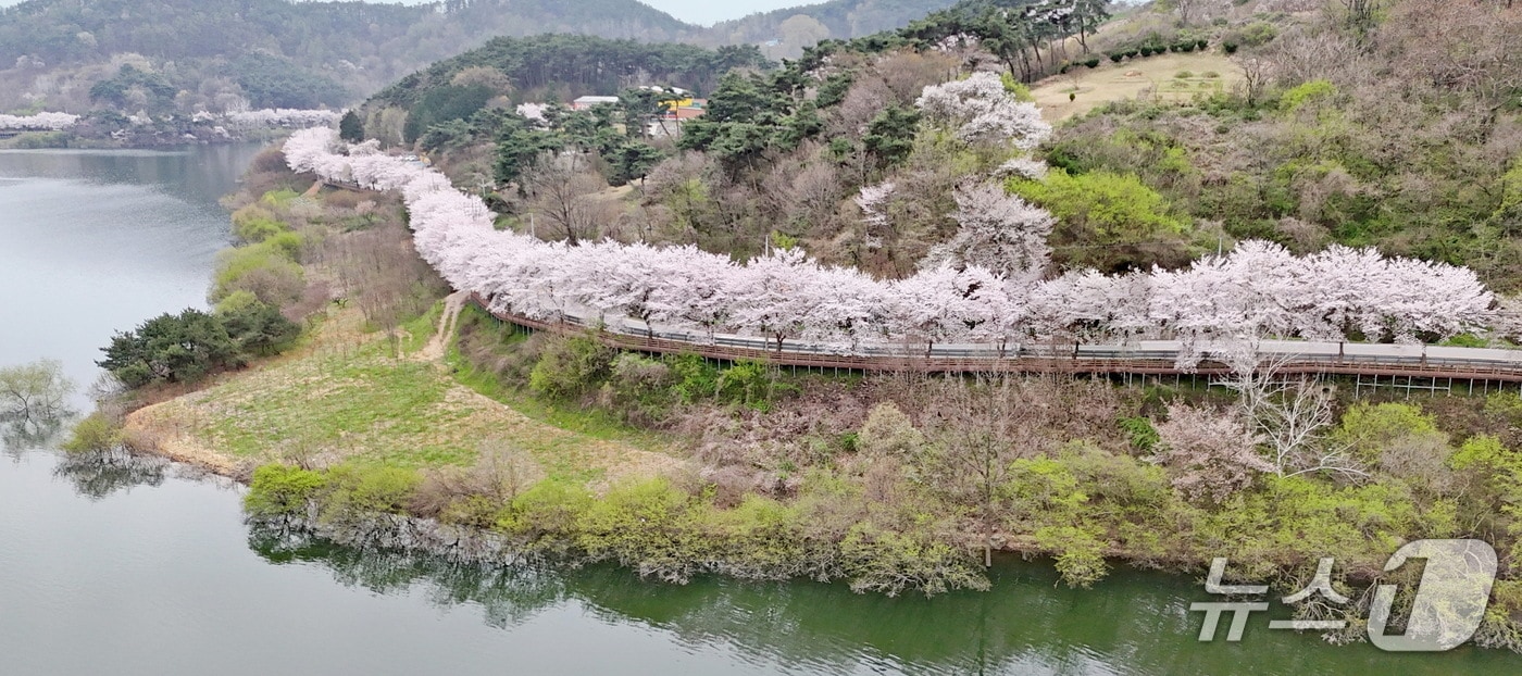 10일 전북자치도 임실군 옥정호 순환도로에 벚꽃이 만개했다.(임실군제공. 재판매 및 DB금지)2025.4.10/뉴스1