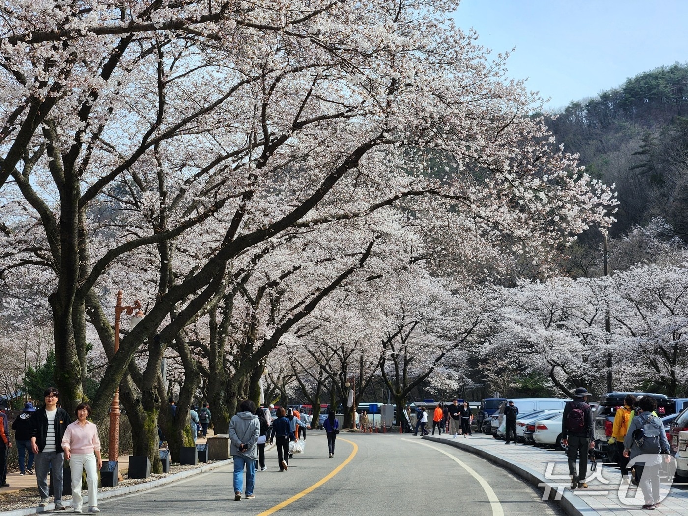 11일 현재 전북자치도 진안군 마이산 남부 지역의 벚꽃 개화율은 30% 수준으로 오는 15일께 만개할 것으로 예상된다. 사진은 지난해 벚꽃.(진안군제공. 재판매 및 DB금지)2025.4.11/뉴스1