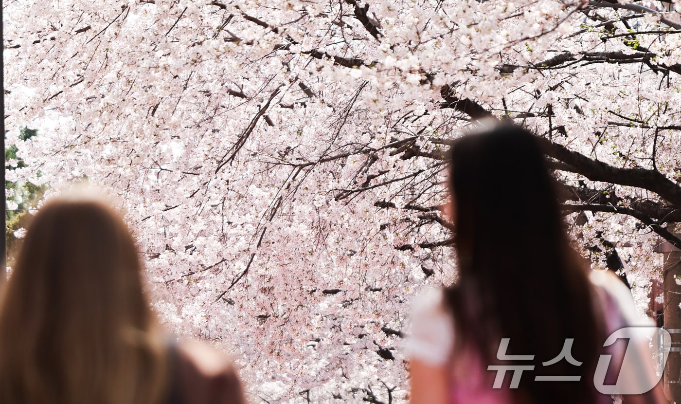 11일 서울 마포구 홍대 레드로드 R7을 찾은 시민들이 흐드러지게 핀 벚꽃길을 걷고 있다.2025.4.11/뉴스1 ⓒ News1 허경 기자