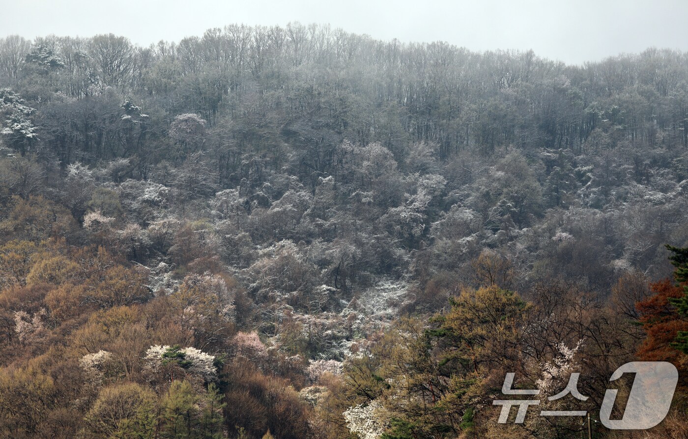 13일 오전 충북 청주시 상당구 미원면 한 야산에 눈이 내려 있다. 2025.4.13/뉴스1 ⓒ News1 김용빈 기자