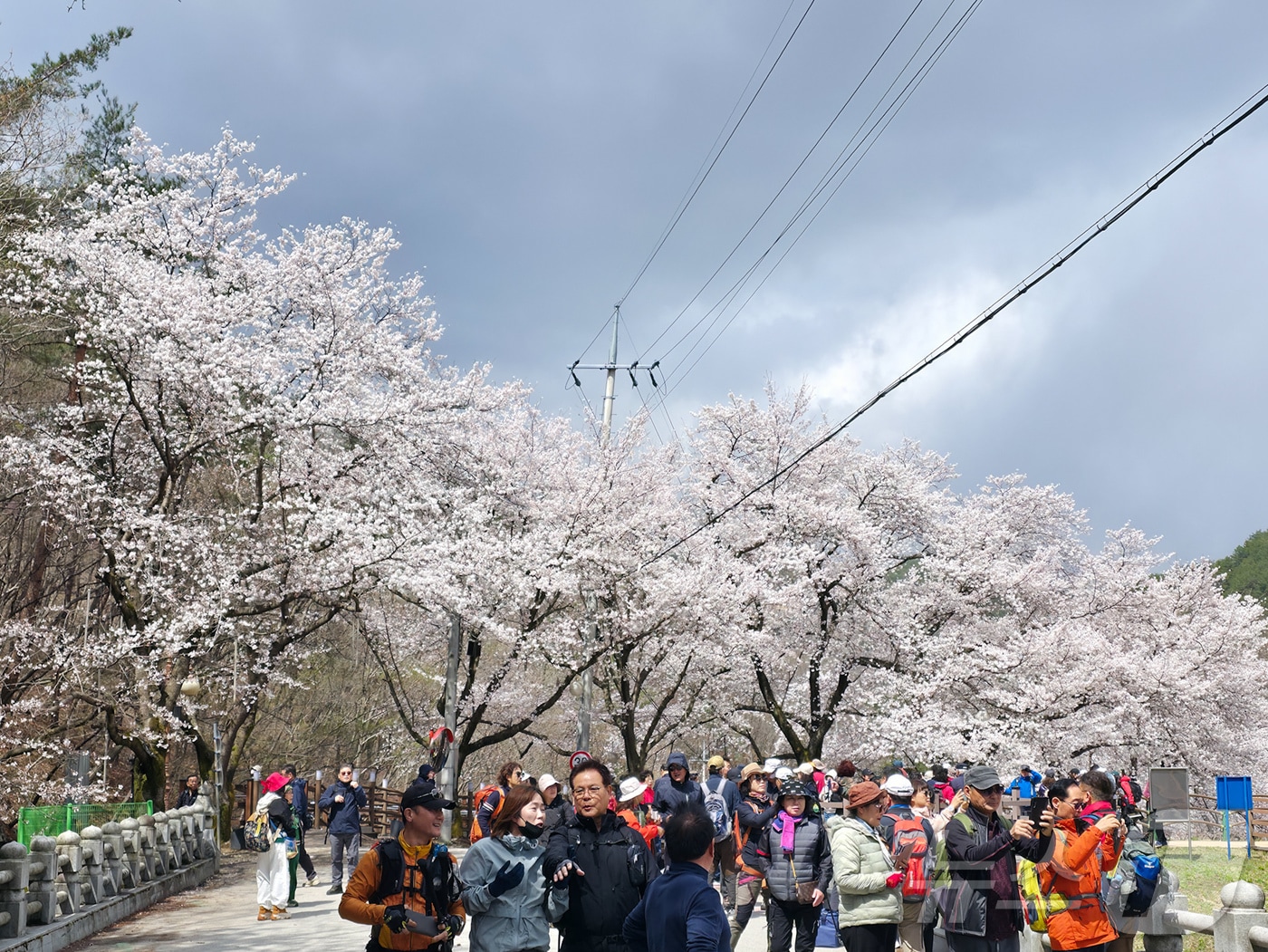 13일 전북자치도 진안군에 소재한 마이산에 벚꽃이 만개한 가운데 주말 벚꽃을 즐기이 위한 상춘객들로 길이 가득 찼다.(진안군제공. 재판매 및 DB금지)2025.4.13/뉴스1 