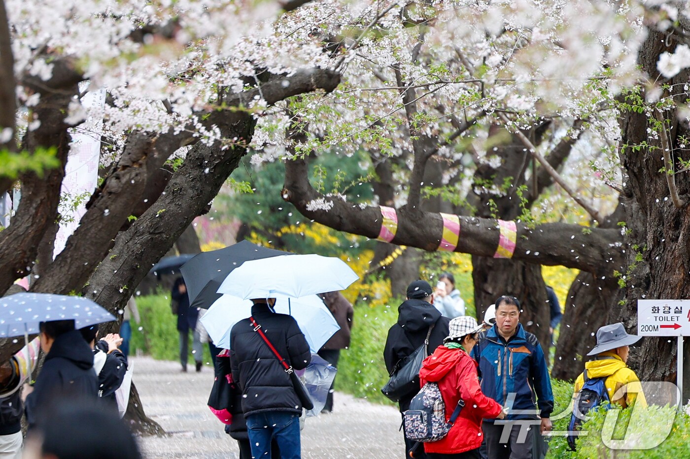 강풍을 동반한 봄비가 내리는 13일 서울 영등포구 윤중로를 찾은 시민들과 관광객들이 여의도 봄꽃축제 마지막 날을 즐기고 있다. 2025.4.13/뉴스1 ⓒ News1 안은나 기자