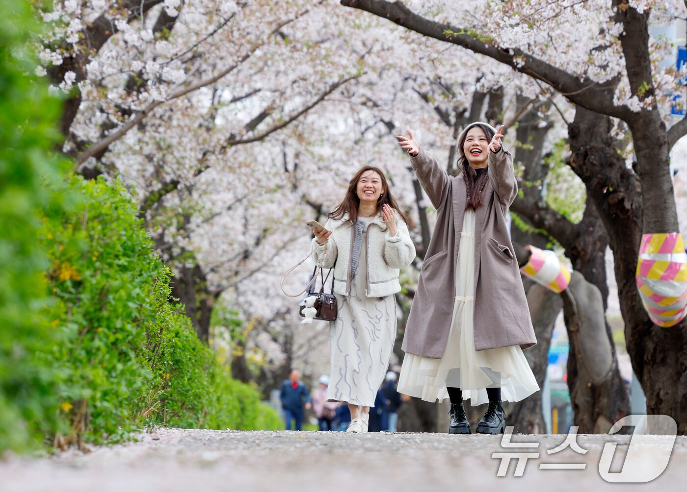강풍을 동반한 봄비가 내리는 13일 서울 영등포구 윤중로를 찾은 외국인 관광객들이 여의도 봄꽃축제 마지막 날을 즐기고 있다. 2025.4.13/뉴스1 ⓒ News1 안은나 기자