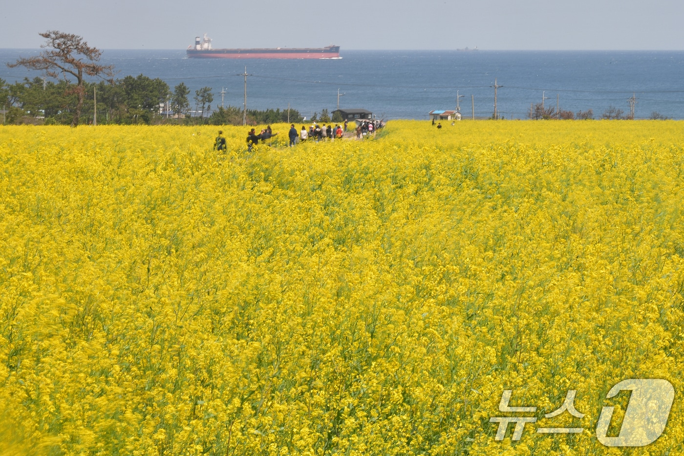 지난해 4월13일 경북 포항시 남구 호미곶 유채밭에서 관광객들이 노랗게 물든 꽃길을 걸으며 봄을 즐기고 있다. (누스1 자료, 재판매 및 DB금지) 2026.3.19/ ⓒ 뉴스1 최창호 기자