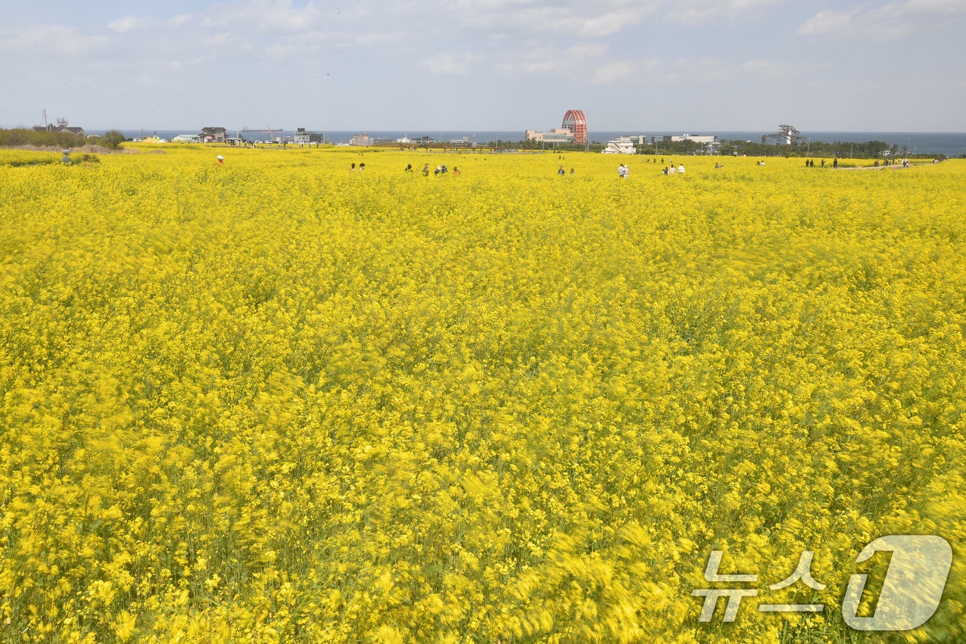 13일 오후 경북 포항시 남구 호미곶면 유채밭에서 관광객들이 유채향기를 맡으며 산책하고 있다. 2025.4.13/뉴스1 ⓒ News1 최창호 기자