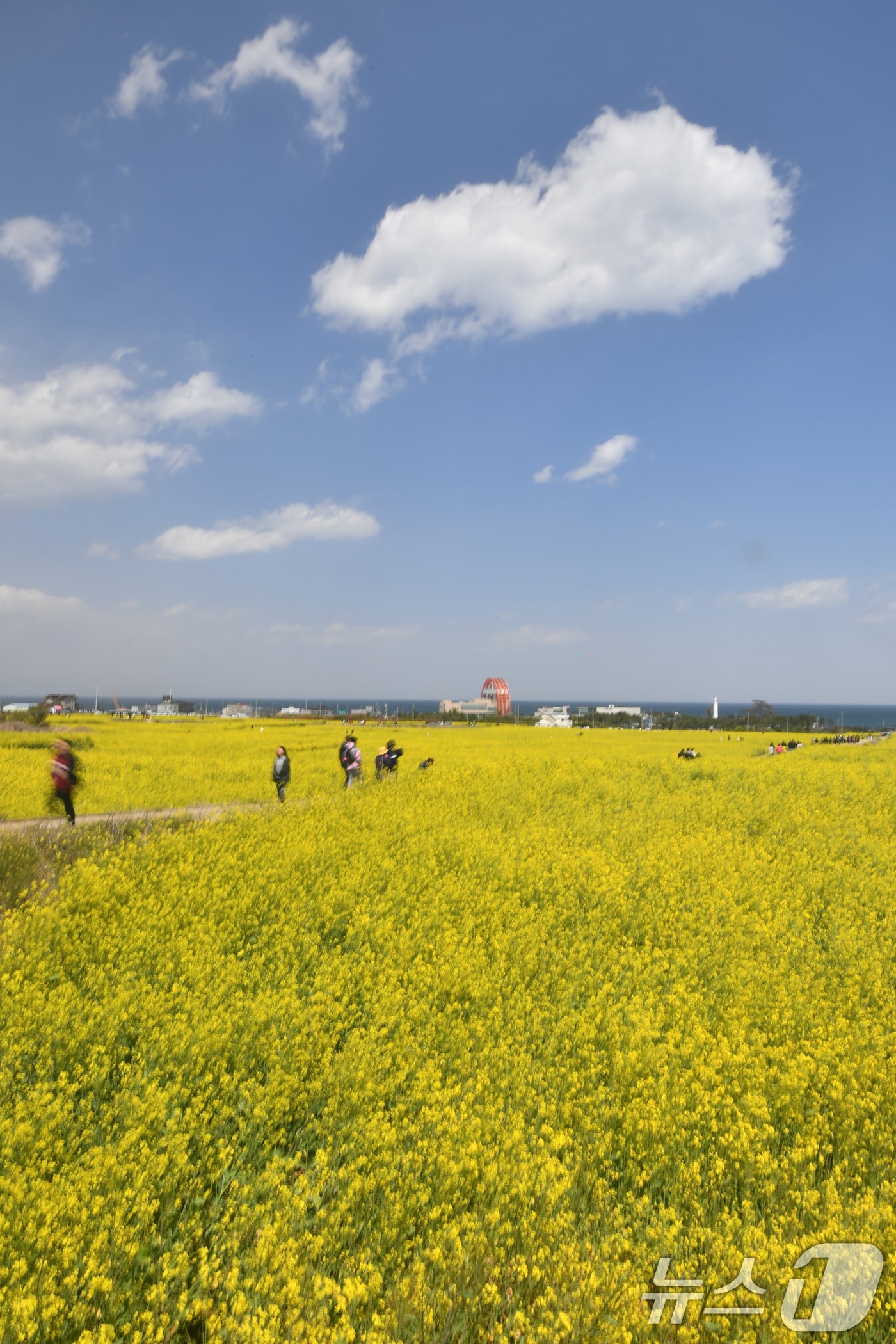 유채밭에서 관광객들이 유채꽃 사이로 걸어가고 있다. (자료사진) ⓒ News1 최창호 기자