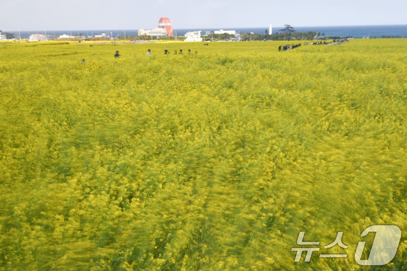 경북 포항시 남구 호미곶면에 있는 유채밭에서 관광객들이 바람에 흔날리는 유채꽃 사이로 걸어가고 있다. /뉴스1 ⓒ News1 최창호 기자