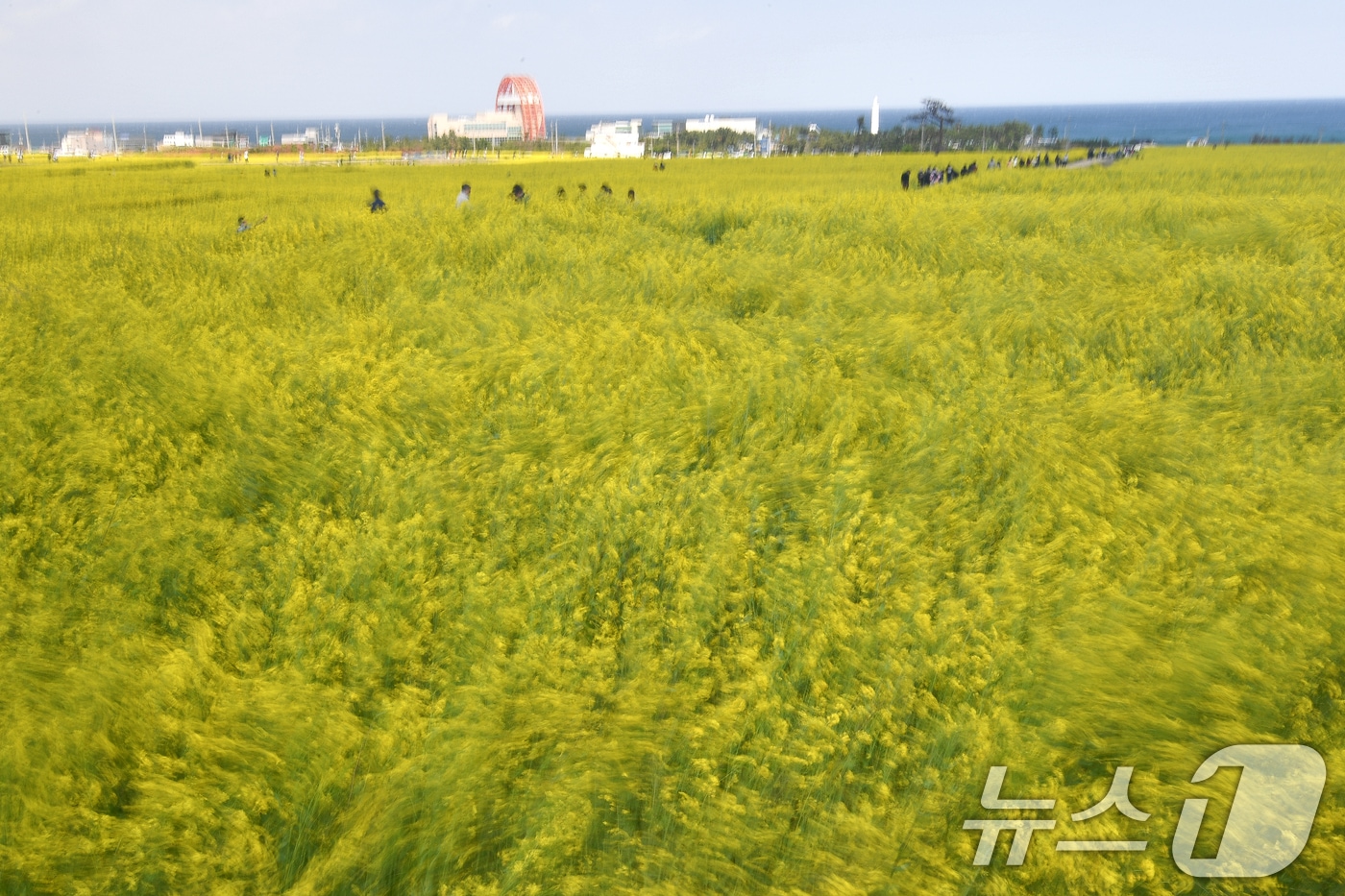 13일 오후 경북 포항시 남구 호미곶면에 있는 유채밭에서 관광객들이 바람에 흔날리는 유채꽃 사이로 걸어가고 있다. 2025.4.13/뉴스1 ⓒ News1 최창호 기자