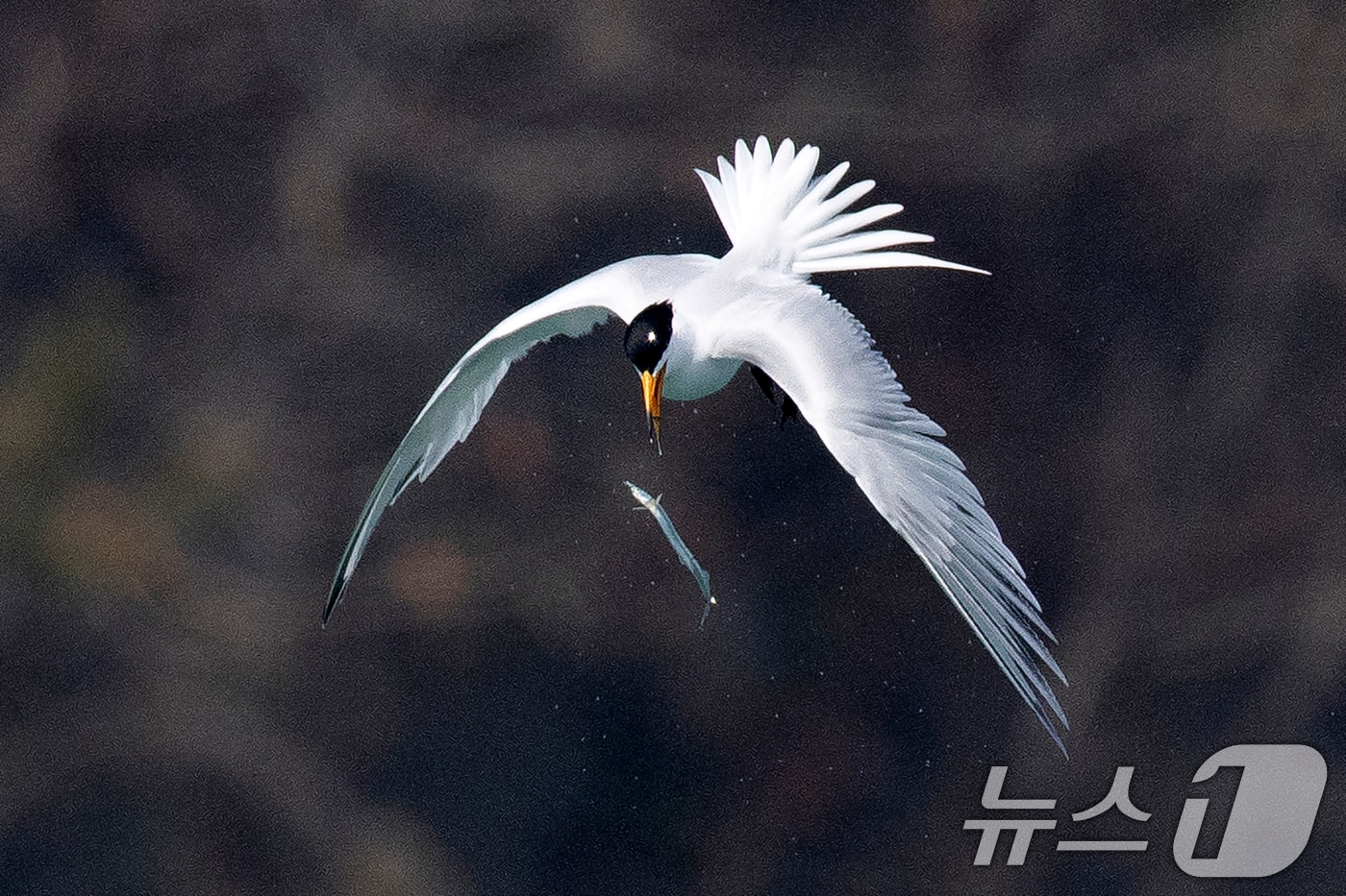 멸종위기 1급인 뿔제비갈매기가 지난 11일 오후 전남 고창군 구시포 해안에서 먹이를 사냥하는 모습이 카메라에 잡혔다. (생태사진가 강훈구 씨 제공, 제판매 및 DB금지) 2025.4.13/뉴스1 ⓒ News1 최창호 기자