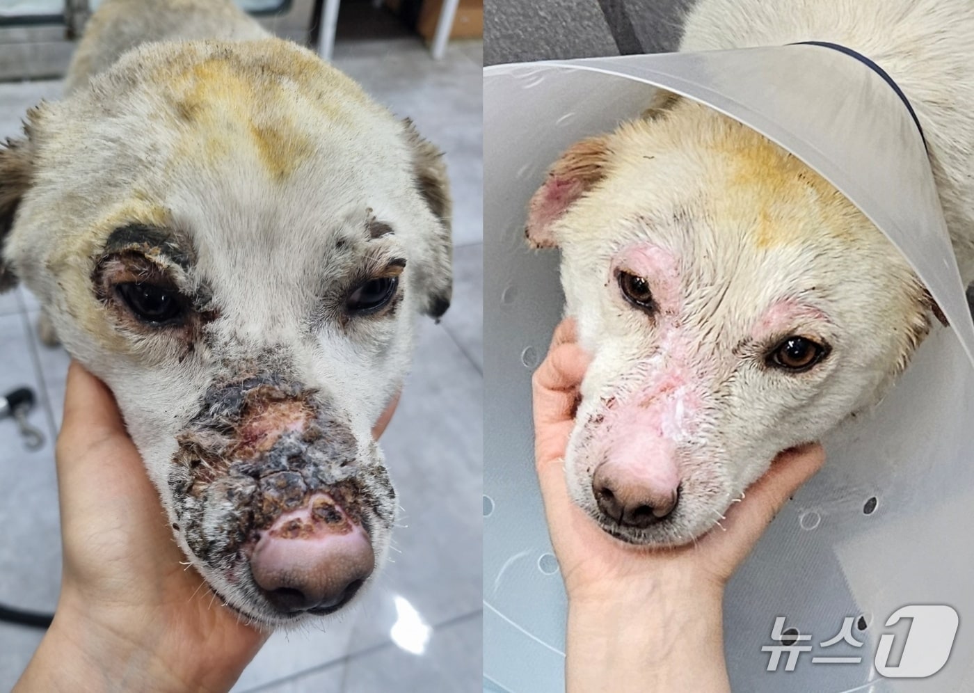 진돗개 자견 화상 치료 전후(송정동물의료센터 제공) ⓒ 뉴스1