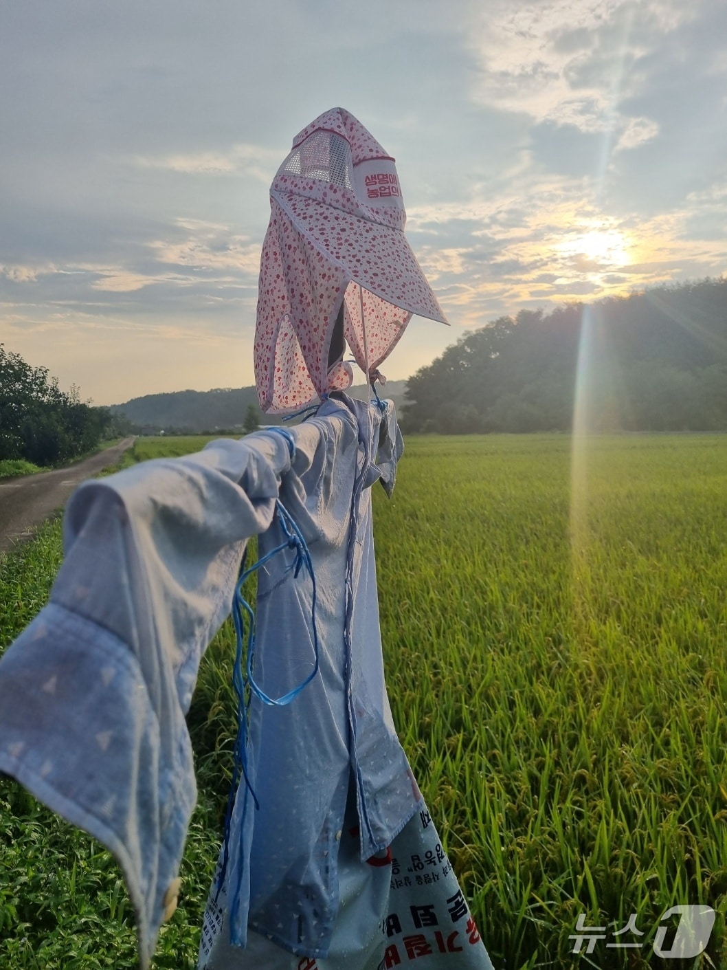 강원 강릉시 구정면 논.&#40;뉴스1 DB&#41;