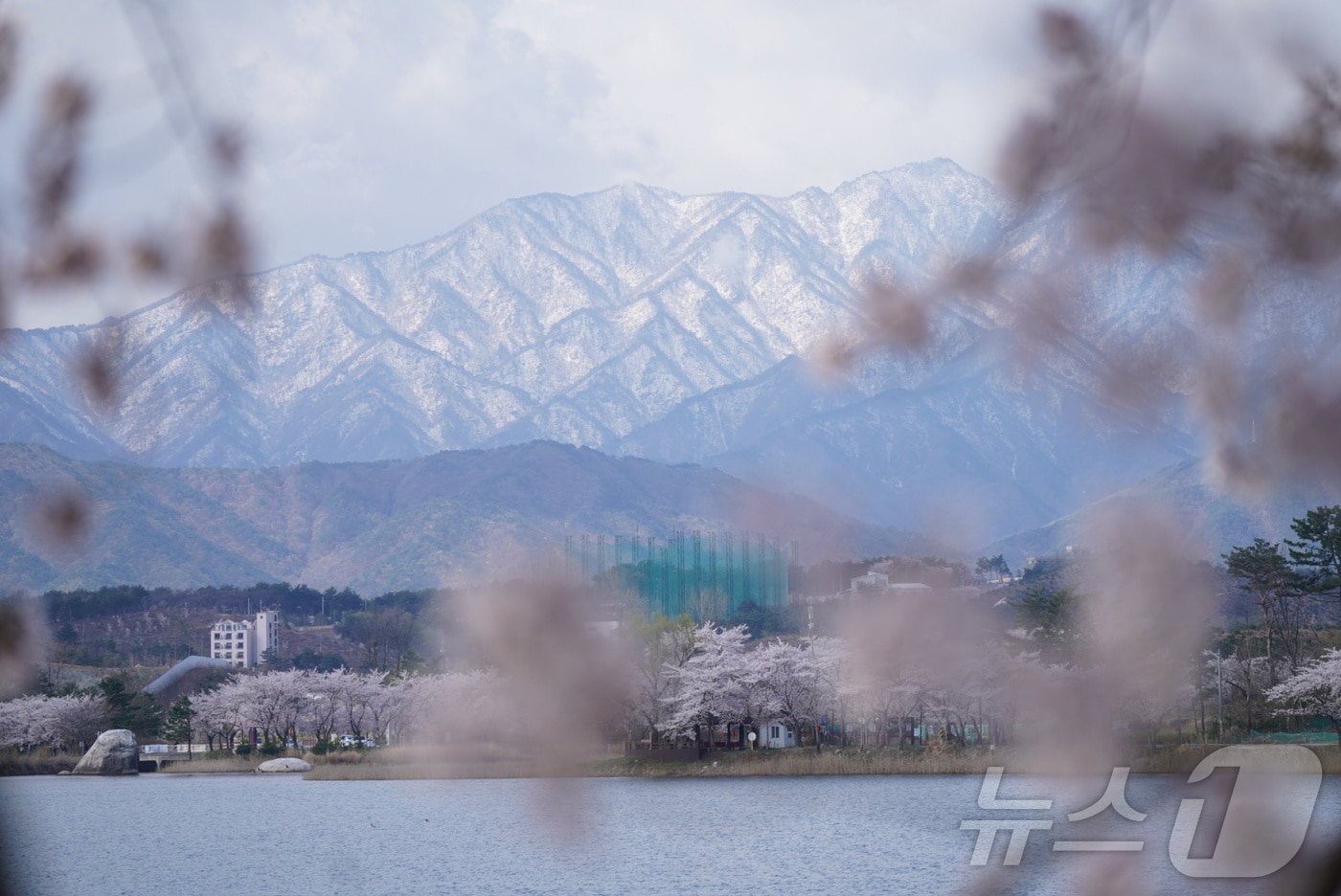 14일 강원 속초지역 대표 벚꽃 명소인 영랑호 일대에 핀 벚꽃 뒤로 설악산에 전날 내린 눈이 쌓여 있어 이색적인 풍경을 자아내고 있다.(속초시 제공, 재판매 및 DB 금지) 2025.4.14/뉴스1 ⓒ News1 윤왕근 기자