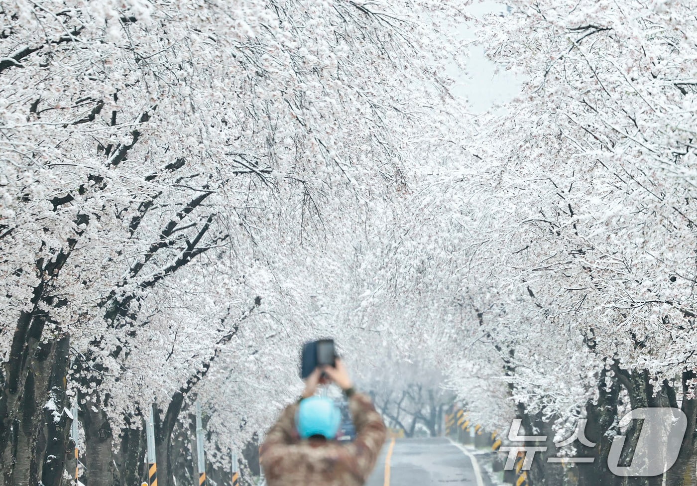 14일 경남 함양군 백전면 50리 왕벚꽃터널에서 밤새 내린 눈이 하얗게 쌓여있다. (함양군 제공. 재판매 및 DB 금지) 2025.4.14/뉴스1