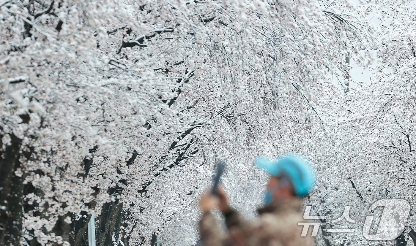 14일 경남 함양군 백전면 한 벚꽃나무에 밤새 내린 눈이 하얗게 쌓여있다. (함양군 제공. 재판매 및 DB 금지) 2025.4.14/뉴스1