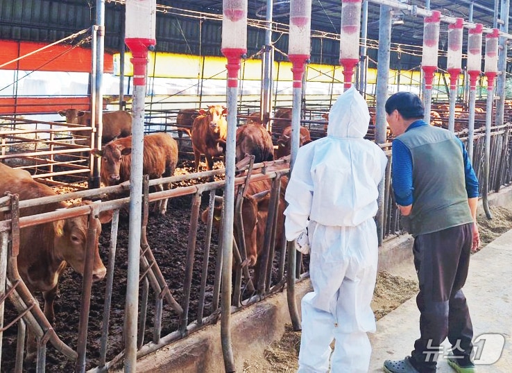 광주시 구제역 백신 항체 검사.(광주시 제공. 재판매 및 DB 금지)