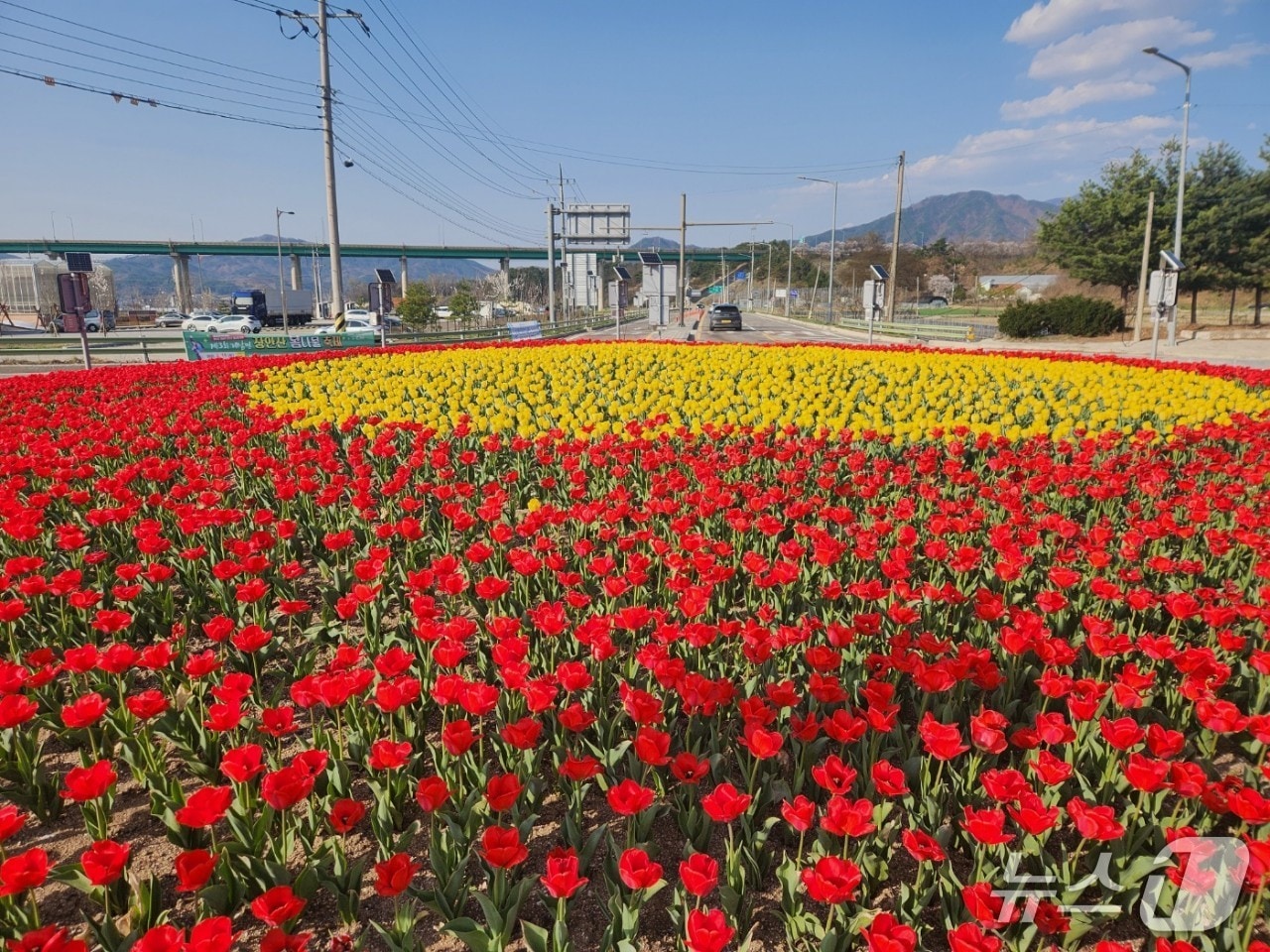 장수군은 아름답고 활기찬 시가지 조성을 위해 꽃 24만본을 심는다고 14일 밝혔다.(장수군 제공. 재판매 및 DB금지)2025.4.14/뉴스1