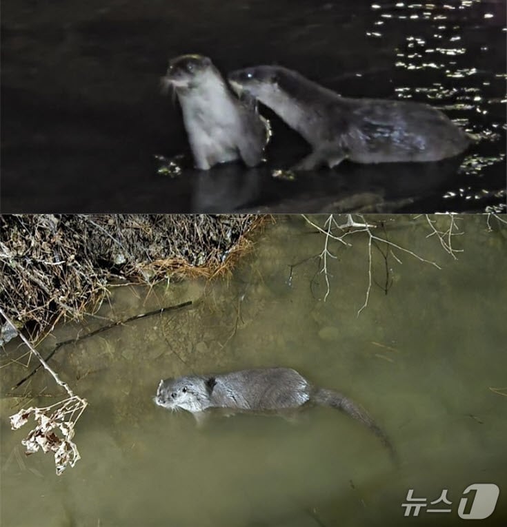 부산 기장군 좌광천 일원서 발견된 수달(기장군청 제공. 재판매 및 DB 금지)