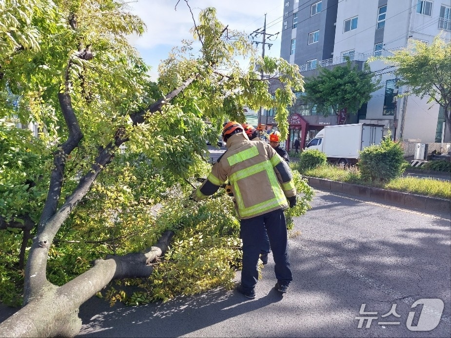 지난 14일 오후 서귀포시 동홍동에서 강풍에 의해 가로수가 쓰러져 소방당국이 안전조치를 하고 있다.(제주도소방안전본부 제공. 재판매 및 DB 금지)