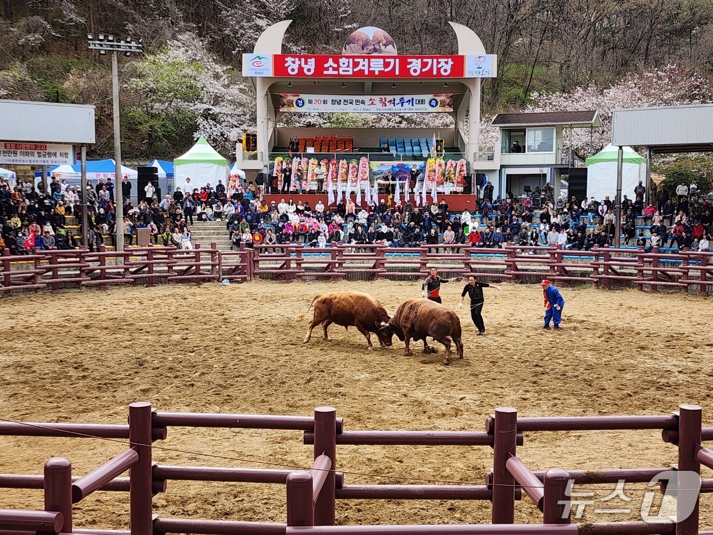 제21회 창녕 전국 민속소힘겨루기대회(창녕군 제공. 재판매 및 DB금지)