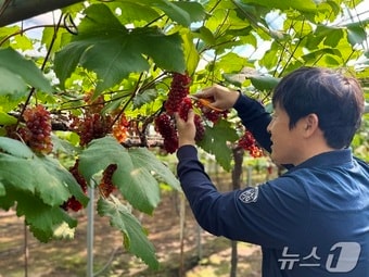씨 없는 포도 델라웨어 15일 첫 출하 모습.(대전시 제공.재판매 및 DB금지) /뉴스1 