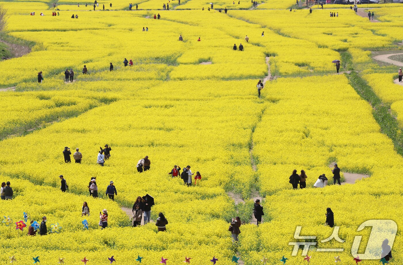 낮 기온이 점차 오르며 포근한 날씨를 보인 15일 오후 부산 강서구 대저생태공원을 찾은 상춘객들이 노란 유채꽃밭을 거닐며 봄 기운을 만끽하고 있다. 기상청은 이날부터 점차 기온이 올라 16일부터 평년기온을 회복할 것으로 예보했다. 2025.4.15/뉴스1 ⓒ News1 윤일지 기자