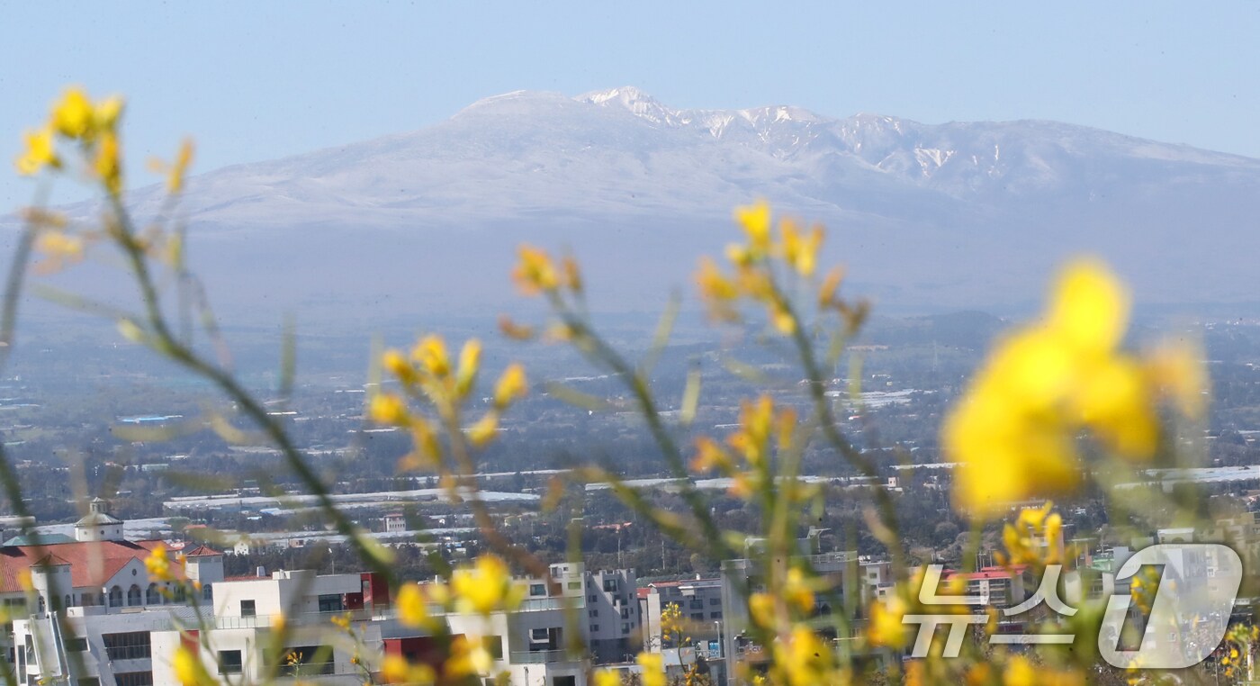 맑은 날씨를 보인 15일 오전 제주시 조천읍 서우봉에 활짝 핀 유채꽃 뒤로 전날 내린 눈이 쌓여있는 한라산이 보이고 있다. 기상청은 16일부터 꽃샘추위가 해소되고 낮 최고기온이 26도까지 오르며 포근한 봄 날씨가 이어지겠다고 예보했다. 2025.4.15/뉴스1 ⓒ News1 오현지 기자