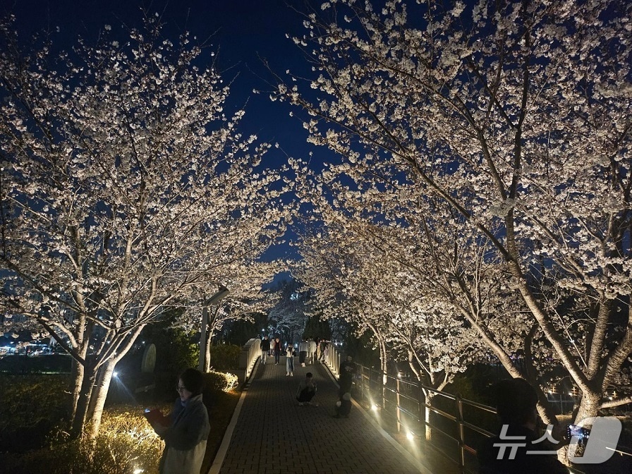 최근 새단장한 파주 운정호수공원내 벝꽃길. (파주시 제공, 재판매 및 DB금지)