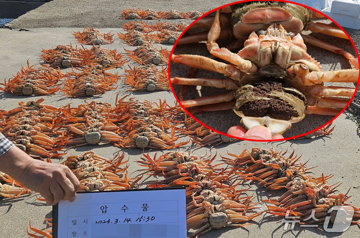 경북 포항해양경찰서는 연중 포획 및 판매가 금지된 암컷 대게를 포획해 시중에 유통하려던 베트남 국적 선원 등 12명을 검거해 이중 30대 선원 A 씨를 수산자원관리법위반으로 구속하고 나머지 선원 11명도 불구속 송치했다. 사진은 암수한 암컷 대게. (포항해양경찰서제공, 제핀매 및 DB 금지) 2025.4.15/뉴스1