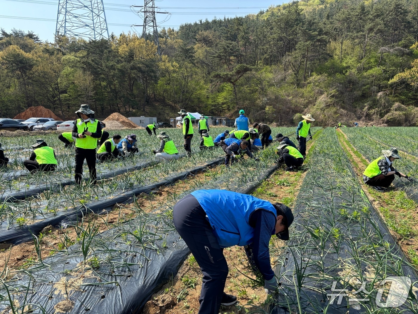 부산환경공단은 부산농협본부 관계자들이 16일 기장군 정관읍 일대에서 농가 일손 돕기에 동참하고 있다.(공단 제공. 재판매 및 DB 금지)
