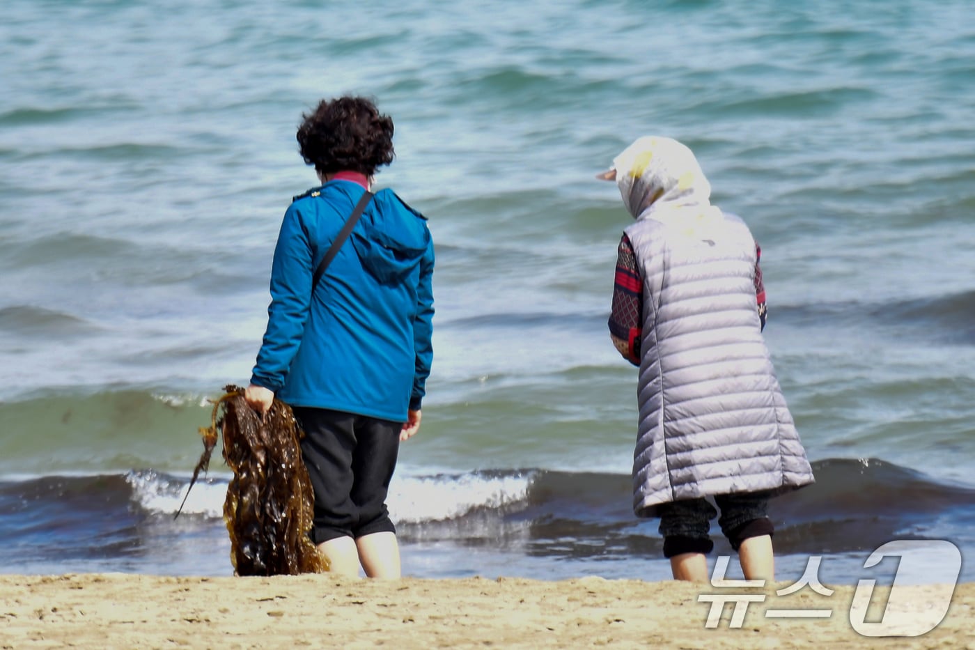 16일 오후 경북 포항시 북구 영일대해수욕장에서 산책 나온 시민이 파도에 떠밀려온 미역을 줍고 있다. 2025.4.16/뉴스1 ⓒ News1 최창호 기자