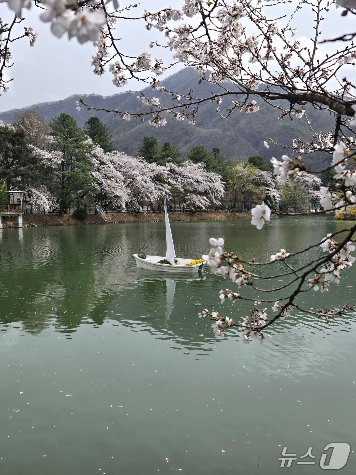 경기 가평군 청평면 옛 중앙내수면연구소 벚꽃길(가평군 제공, 재판매 및 DB 금지)/뉴스1