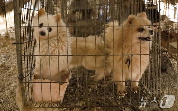 [단독]실험견 학대 논란 서울대, 분양업 손대나...윤리의식 도마 위 - 뉴스 썸네일 이미지