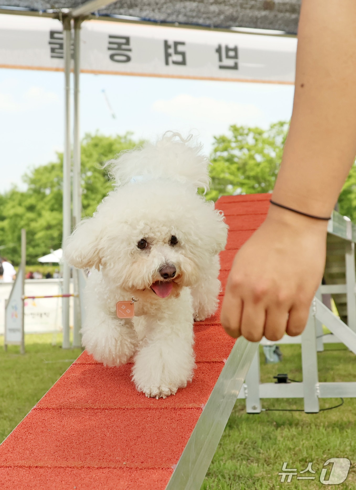 ‘제40회 의견문화제와 함께하는 2025 임실N펫스타’가 5월 3일부터 5일까지 열린다.(임실군제공. 재판매 및 DB금지)2025.4.17