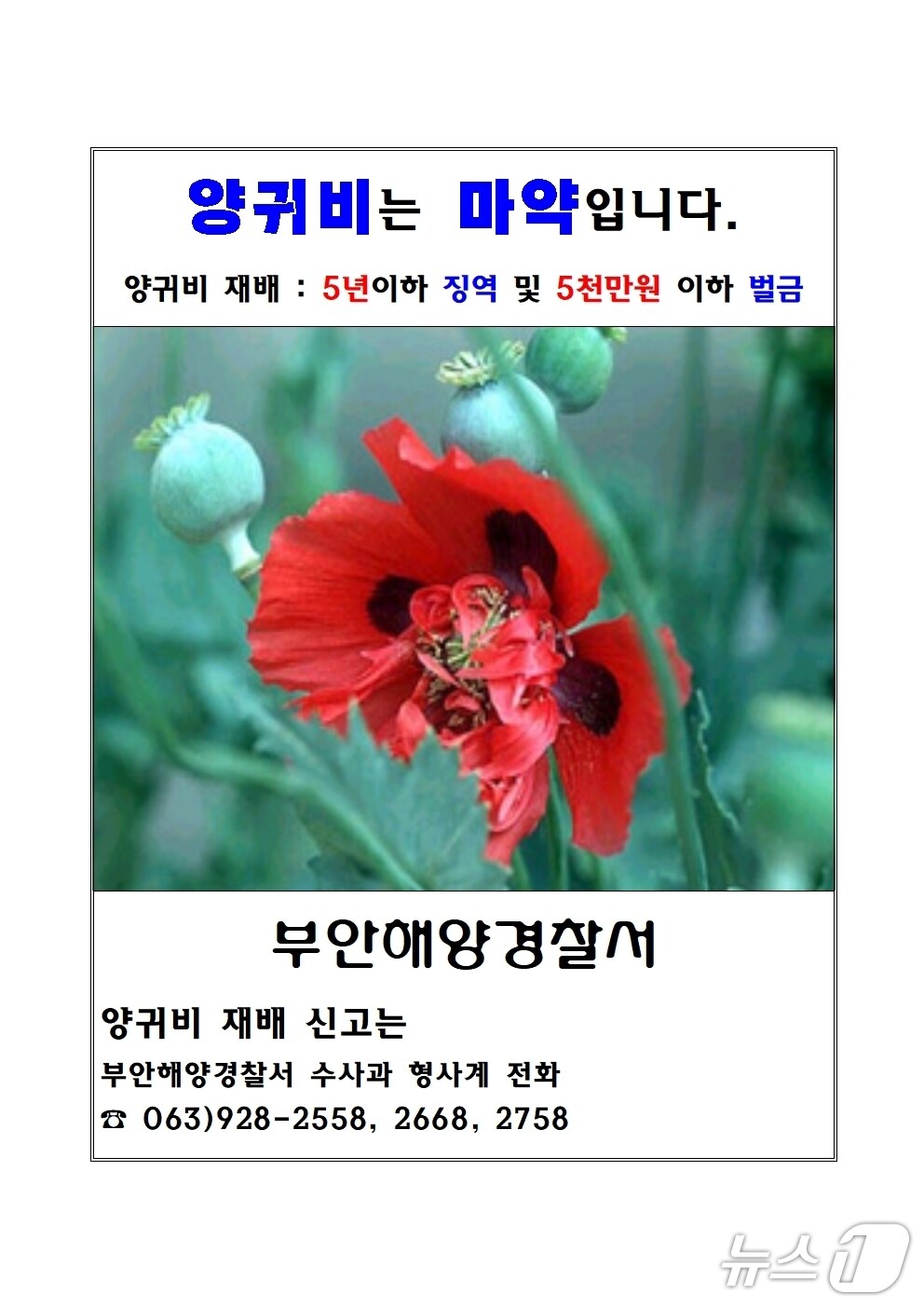 부안해경 양귀비 단속 포스터&#40;해경 제공. 재판매 및 DB금지&#41; 