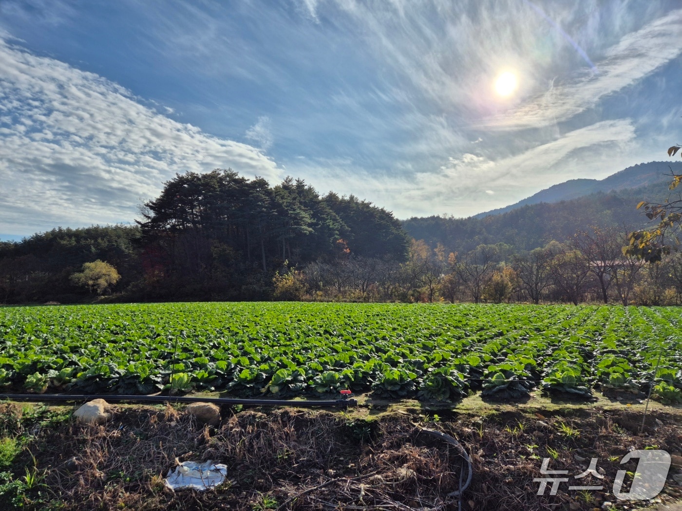 강원 강릉 구정면의 한 배추밭.(뉴스1 DB)