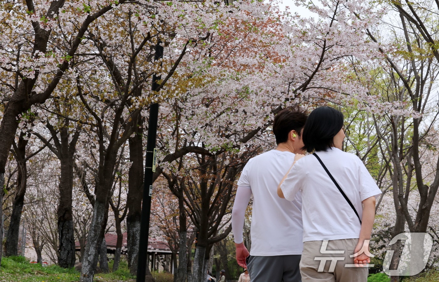 벚꽃이 활짝 공원을 시민들이 산책을 하고 있다. (자료사진) ⓒ News1 박세연 기자