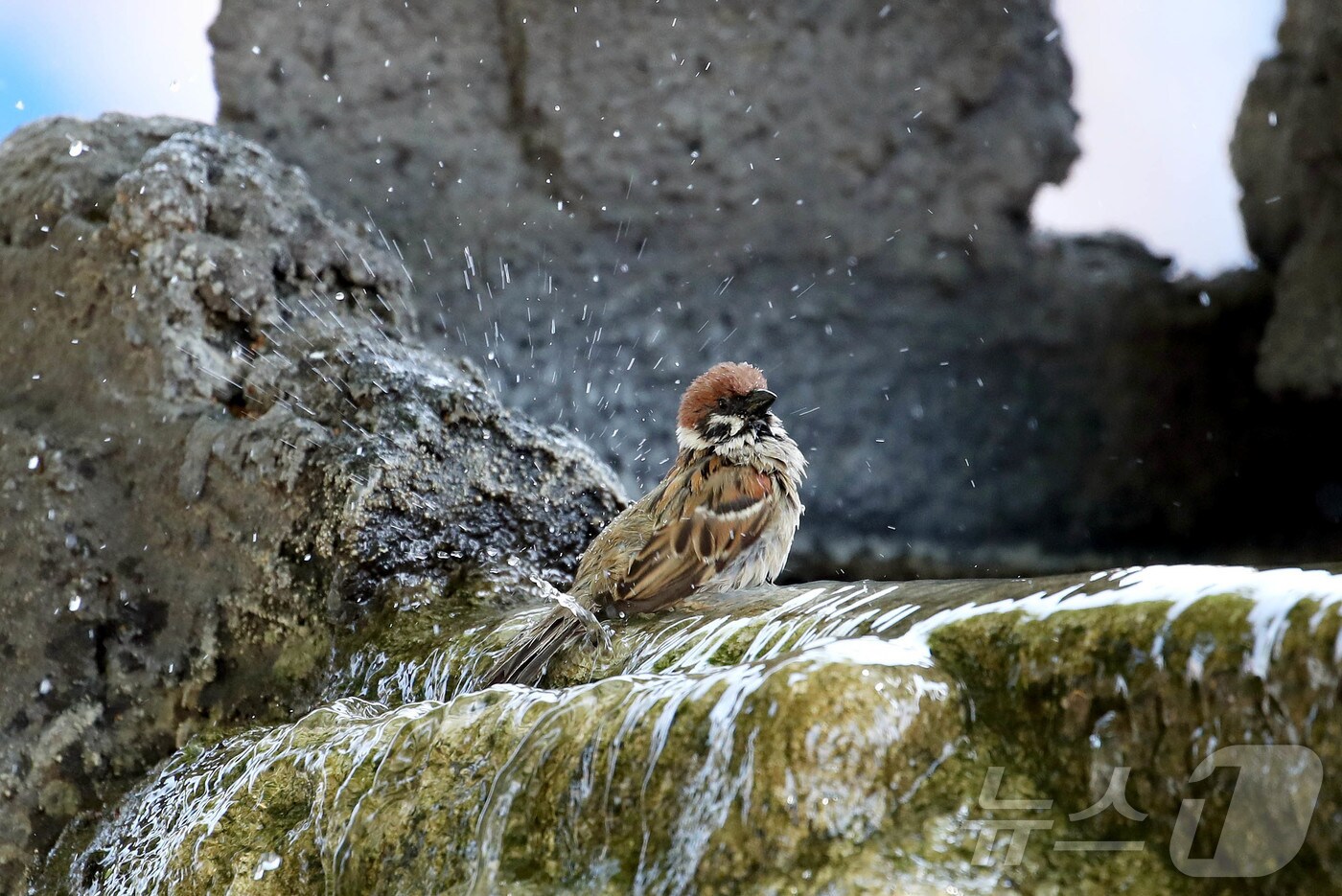 17일 광주 북구청 광장에 설치된 물레방아 조형물에 참새가 날아와 물놀이를 하고 있다. (광주 북구 제공. 재판매 및 DB 금지) 