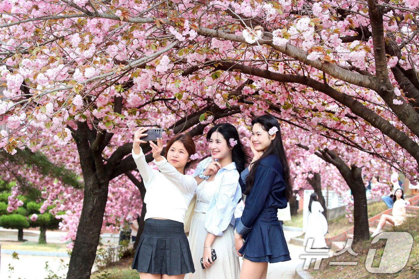 대구대학교 경산캠퍼스 공공인재대학 건물 뒤편 산책로에서 외국인 유학생들이 활짝 핀 겹벚꽃을 배경으로 사진을 찍고 있다.(사진은 기사 내용과 무관함) / 뉴스1 ⓒ News1