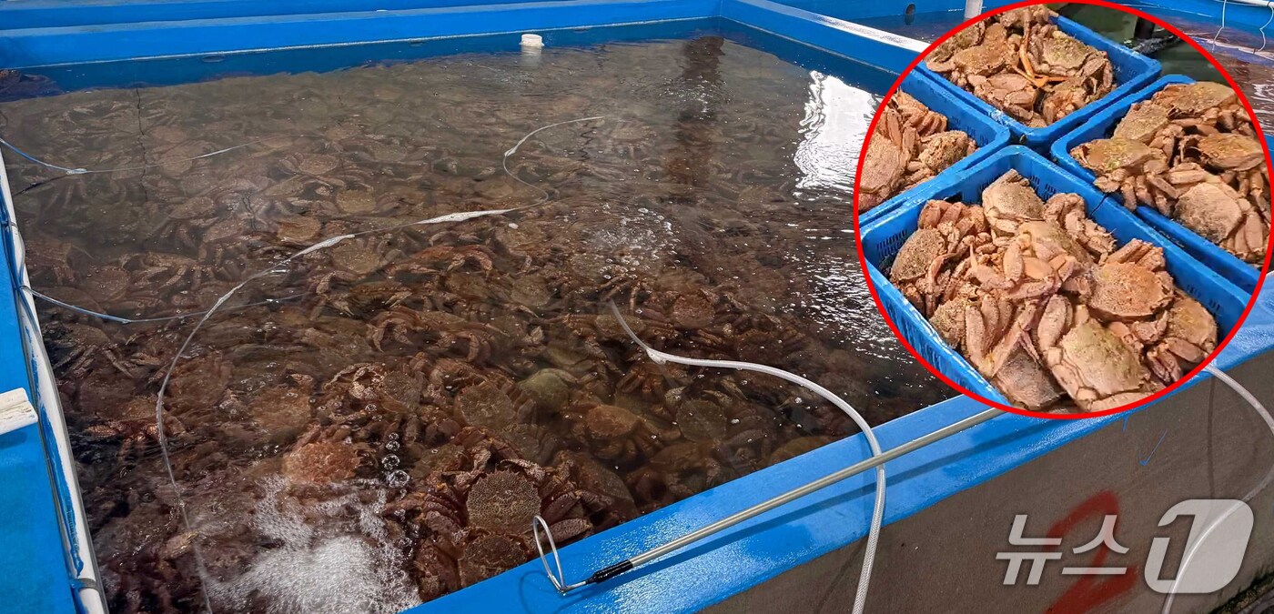 포항해양경찰서는 17일 러시아산 킹크랩을 밀수한 선장 등 4명을 특정범죄가중처벌 등에 관한 법률 위반 혐의로 구속하고 3명을 불구속 송치했다. 사진은 털게를 보관한 수족관 모습.(포항해양경찰서 제공, 제판매 및 DB 금지) 2025.4.17/뉴스1 